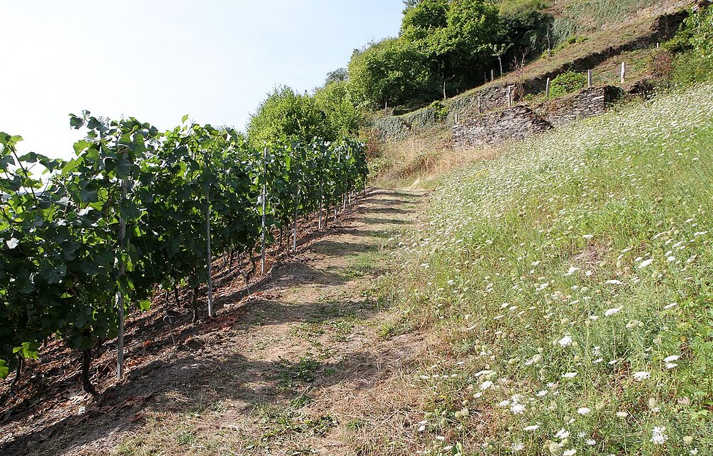 Das Mittelrheintal mit Weinbergen