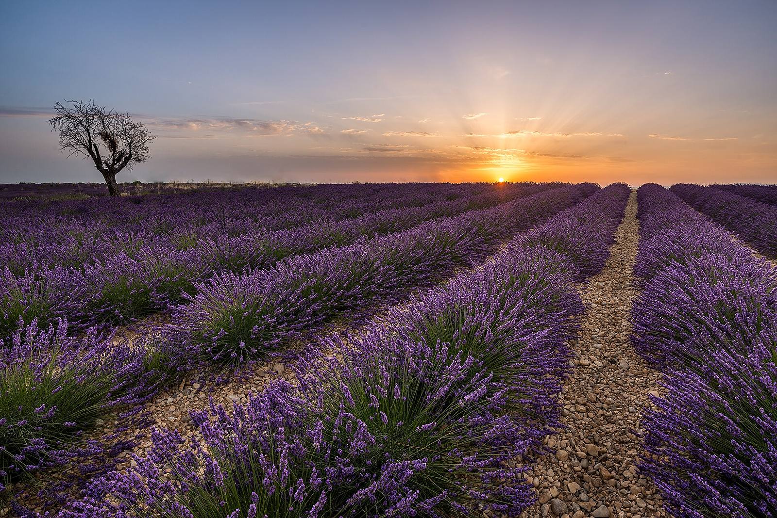 Lavendelfeld in der Provence