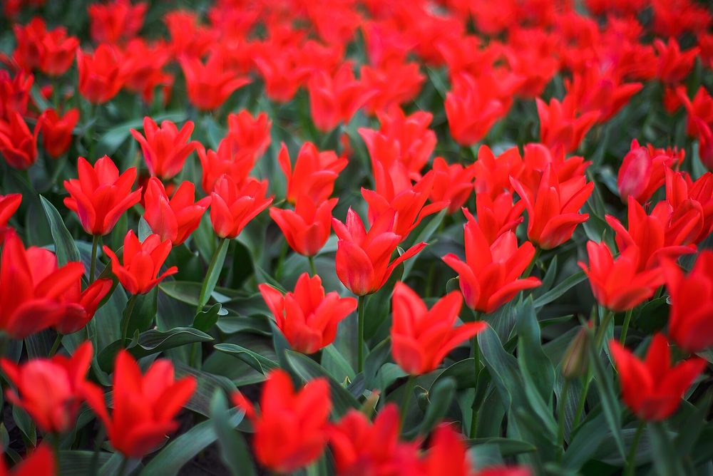 Tulpenfelder in den Niederlanden